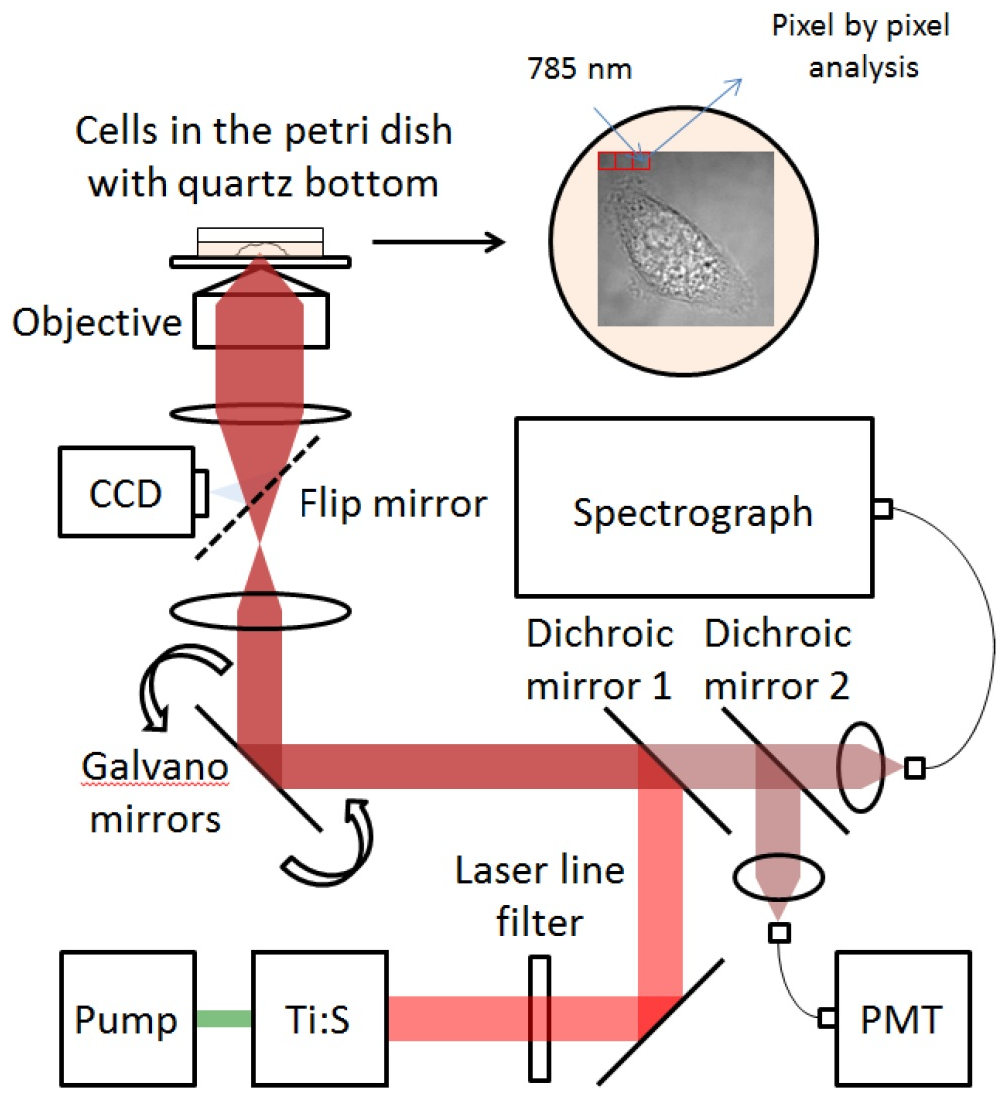 Beam path of the confocal Raman microscope, from the titanium-sapphire laser through the galvanometer mirrors and objective to the spectrograph and photomultiplier tube.