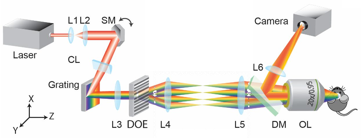 Beam path of a line-scanning temporal-focusing system, from the femtosecond source through beam conditioning, the grating and diffractive optical element, the relay lenses and dichroic mirror to the objective, with epi-detection to a camera.