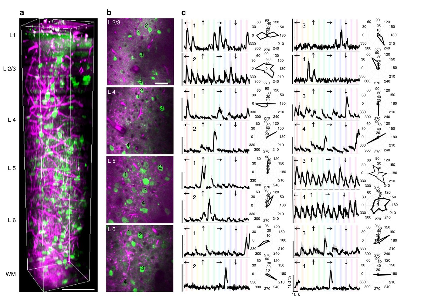 Functional imaging across the cortex