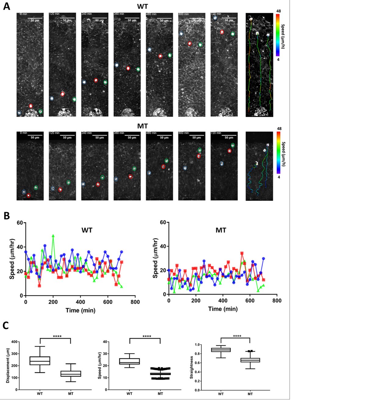 Human brain development and disease