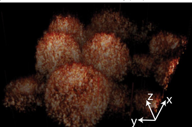 3D label-free cell imaging