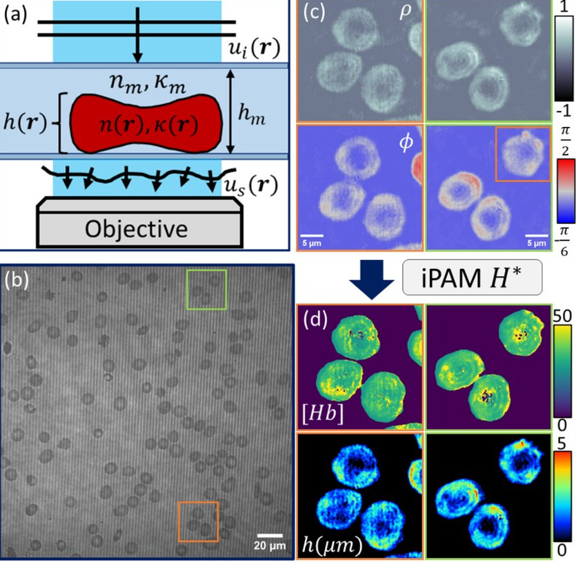 iPAM single-cell overview