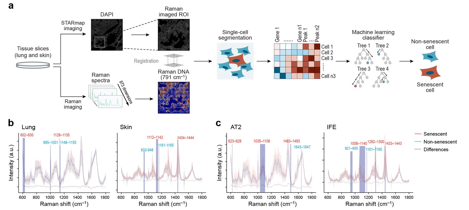 Cellular senescence detection