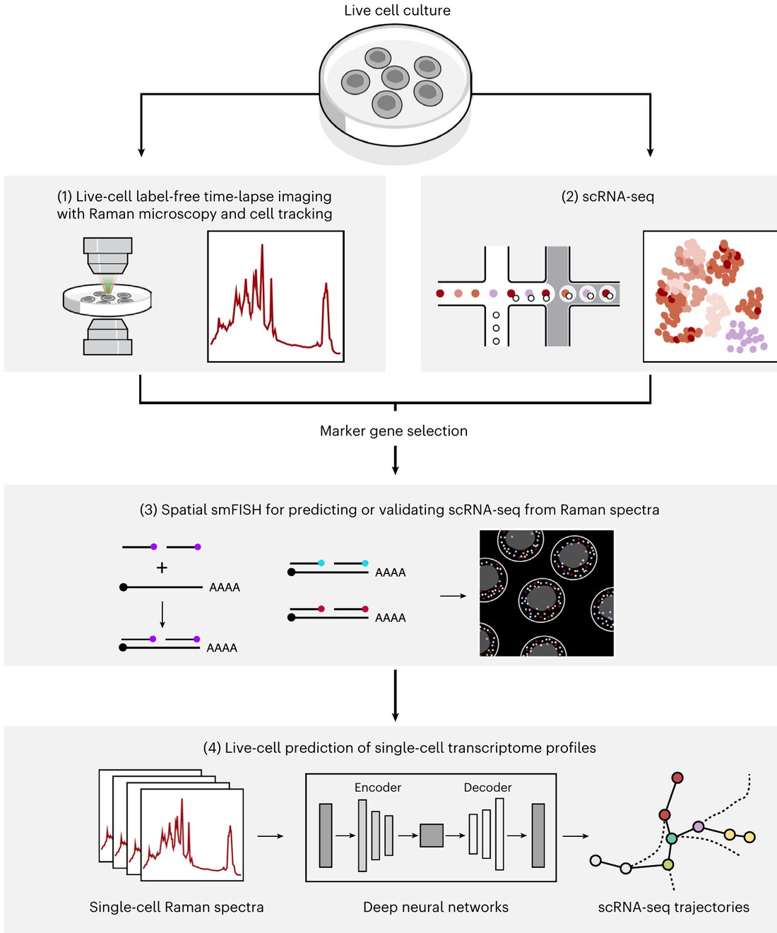 Raman2RNA method