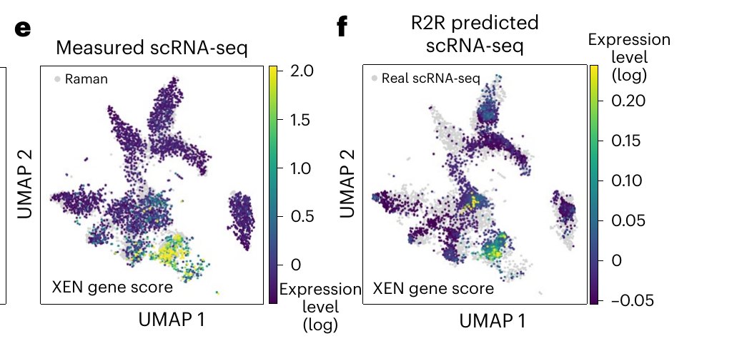 Raman2RNA prediction
